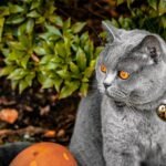 The Silent Language of Your Cat's Tail: More Than Just a Wag, It's a Conversation