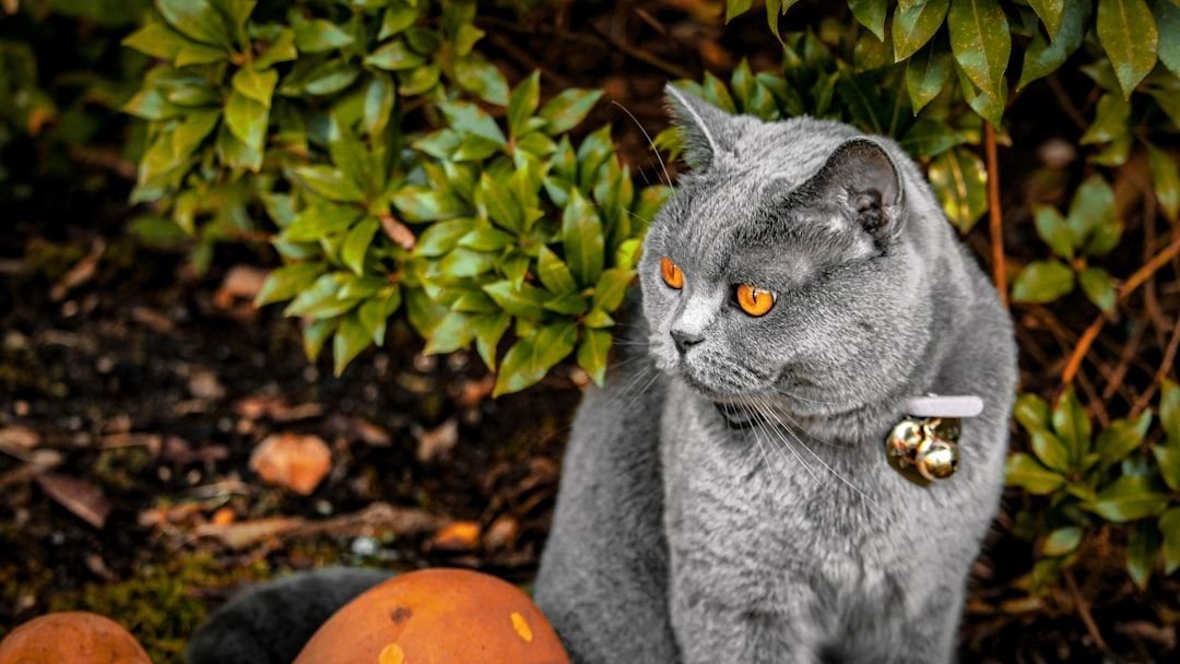 The Silent Language of Your Cat's Tail: More Than Just a Wag, It's a Conversation