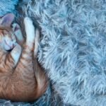 Cats Are Secretly Architects: Why They Redesign Your Home with Every Nap