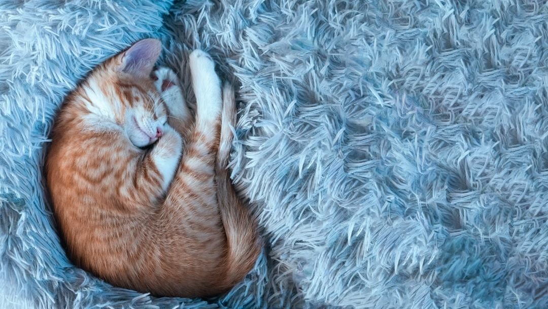 Cats Are Secretly Architects: Why They Redesign Your Home with Every Nap