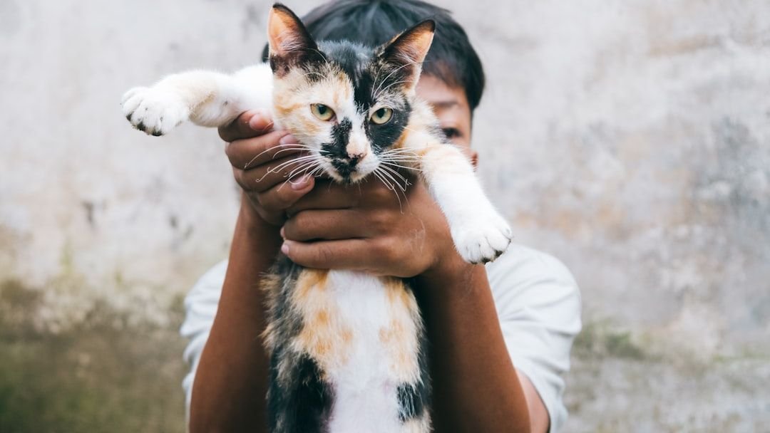 Cats Aren't Aloof, They're Just Masters of Independent Affection