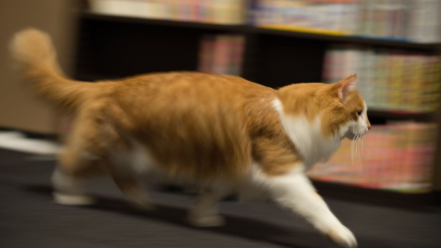 What If Your Cat's Nightly Zoomies Are Actually a Secret Workout Routine?