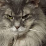 How Can You Tell If Your Cat Is Secretly Judging Your Taste in Music?