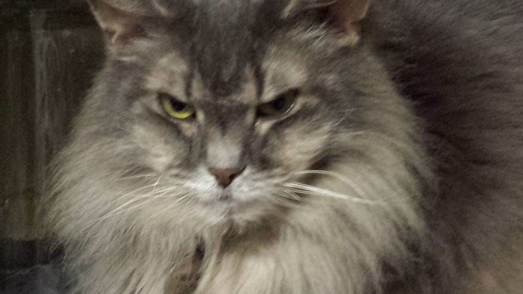 How Can You Tell If Your Cat Is Secretly Judging Your Taste in Music?