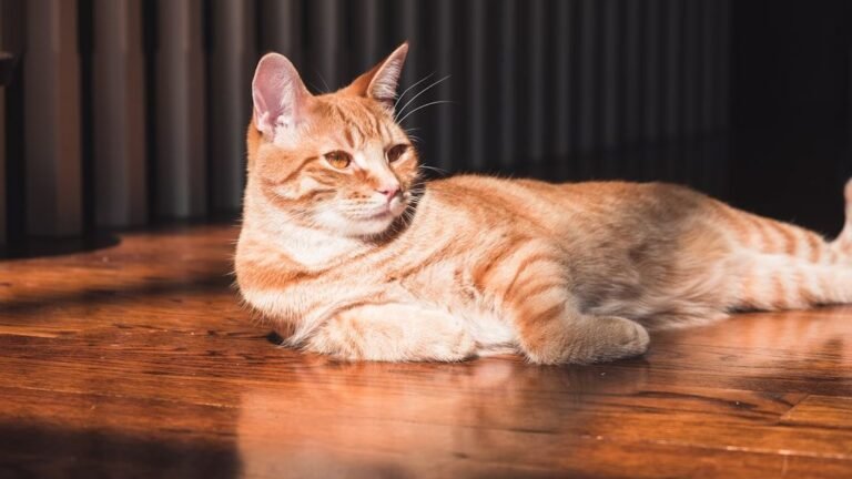 What If Your Cat's Obsession with Sunbeams Is Actually a Search for Inner Peace?