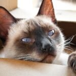 Why Does Your Cat Love Boxes So Much? It's More Than Just a Hiding Spot!