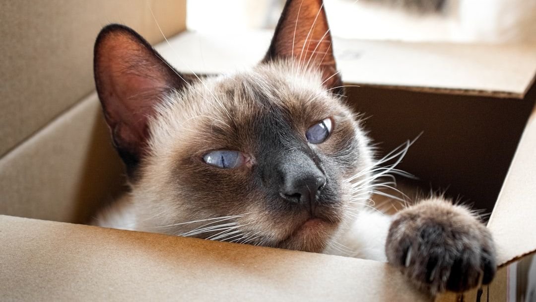 Why Does Your Cat Love Boxes So Much? It's More Than Just a Hiding Spot!