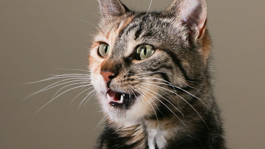 What's Your Cat's Secret Code? Unlocking the Mysteries of Their Unique Meows