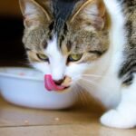 Is Your Cat a 'Foodie'? Unraveling the Secrets of Their Finicky Palate