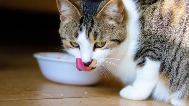 Is Your Cat a 'Foodie'? Unraveling the Secrets of Their Finicky Palate