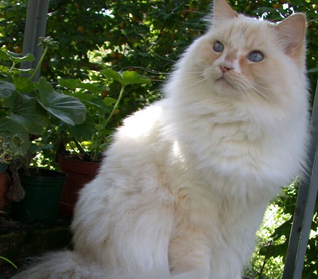 RagaMuffin: The Lap Cat Who Lives for Snuggles