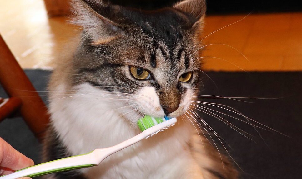 Skipping Dental Care and Professional Cleanings 