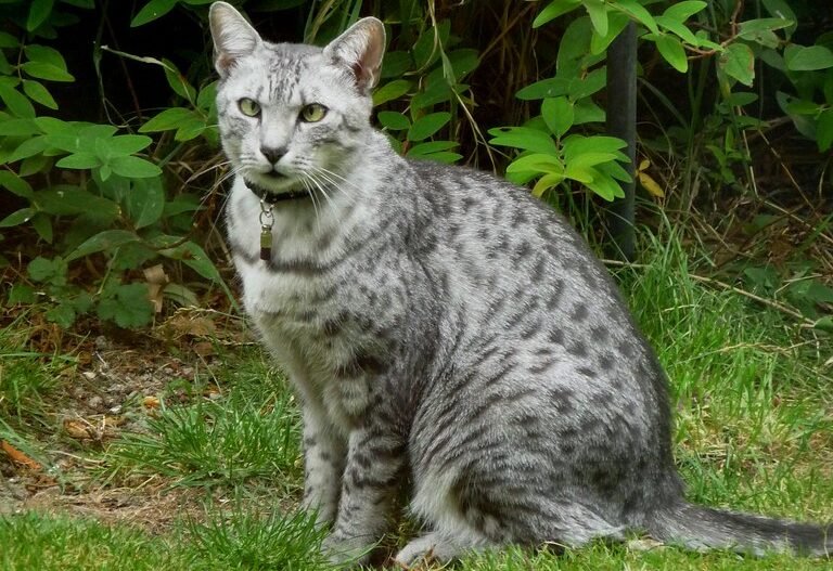 Egyptian Mau: The Spotted Sprinter