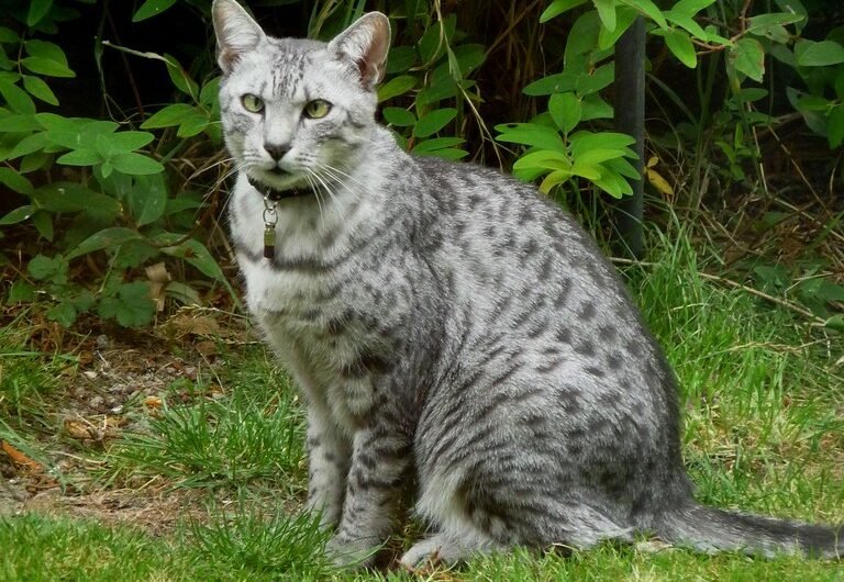 Egyptian Mau: The Ancient Hunter