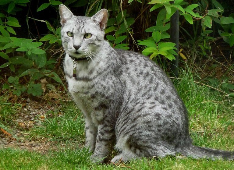 Egyptian Mau: The Graceful Hunter With One Ally
