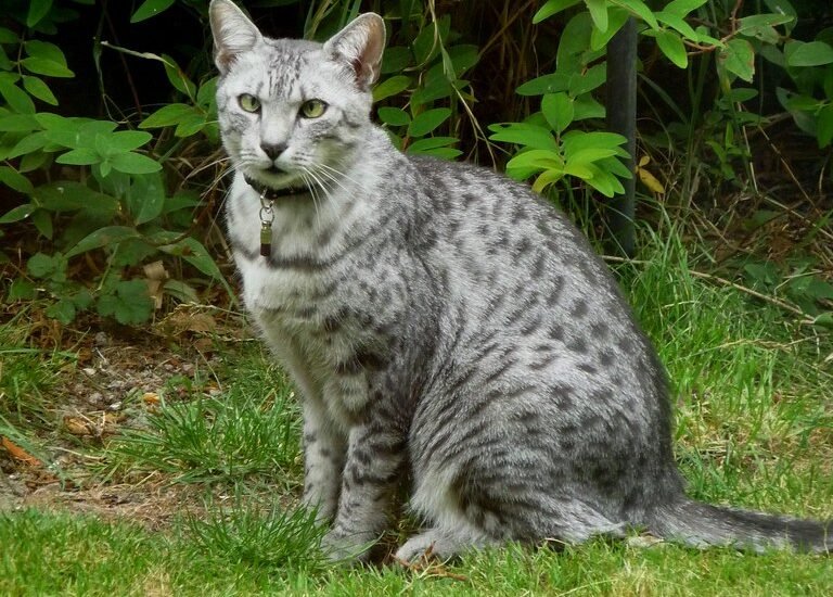 7. Egyptian Mau – The Intelligent Hunter