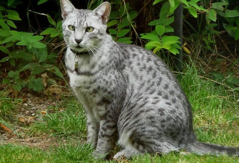 Egyptian Mau: The Intelligent Aggressor 