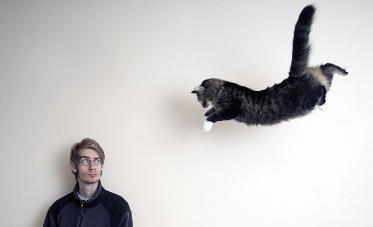 Why Do Cats Always Land on Their Feet?