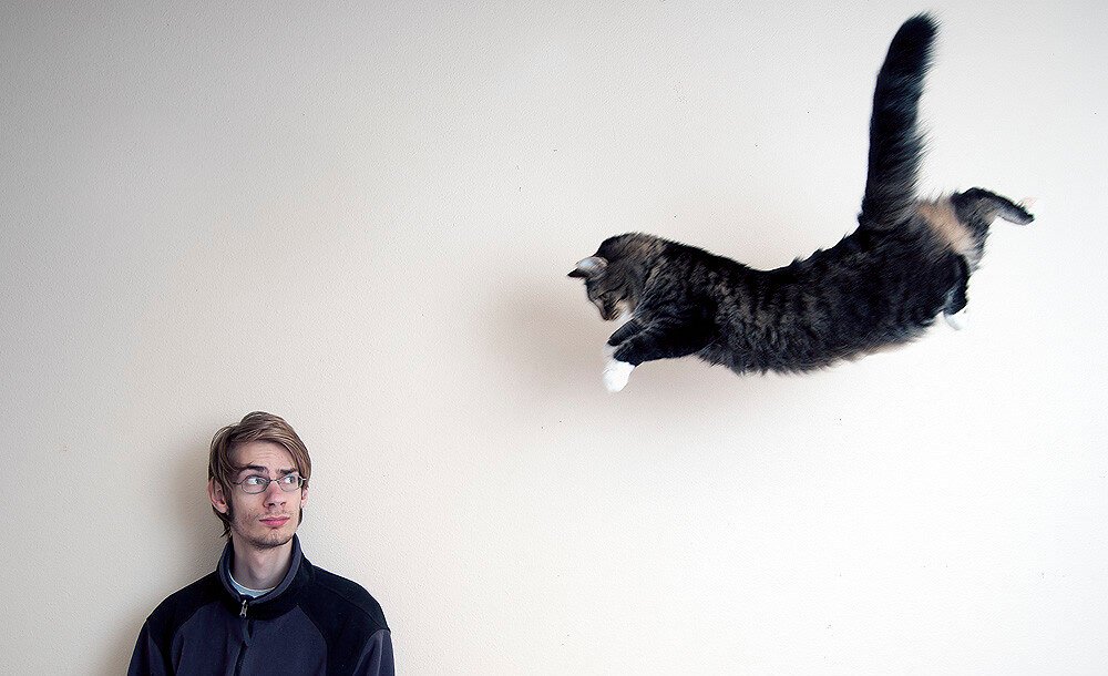 Why Do Cats Always Land on Their Feet?