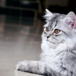 7 Cat Behaviors That Indicate Sickness (and 7 That Are Just Quirky Habits)