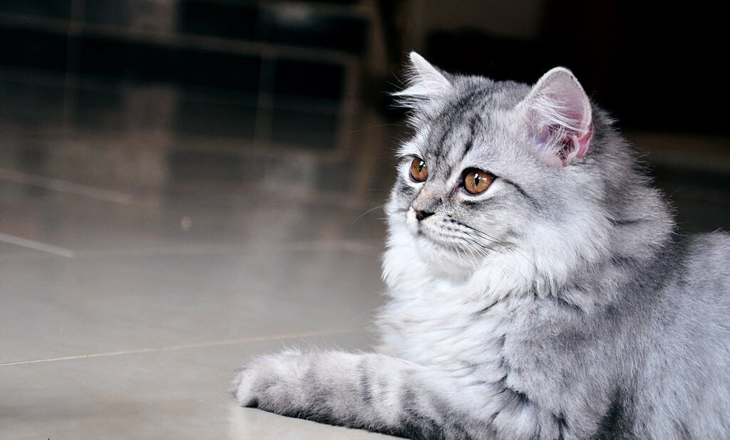 7 Cat Behaviors That Indicate Sickness (and 7 That Are Just Quirky Habits)