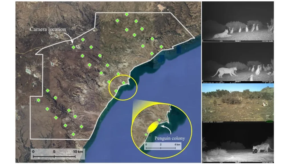 How Conservation Efforts Set the Stage for Novel Interactions
