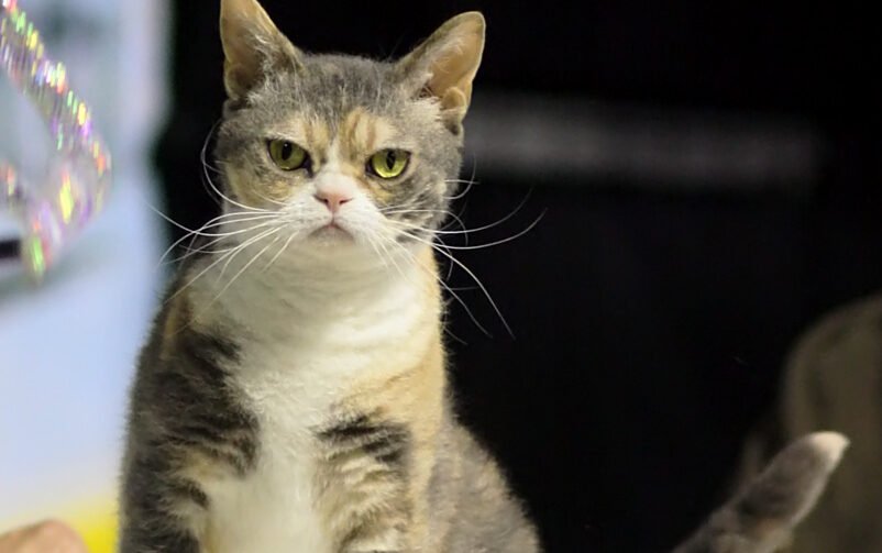 American Wirehair: The Self Sufficient New Yorker