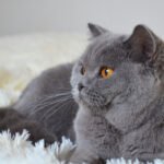 Your Zodiac Sign's Worst Cat Match - And the Breed That Fits You Better