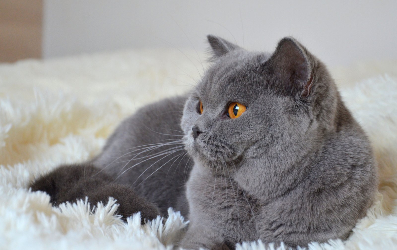Your Zodiac Sign's Worst Cat Match - And the Breed That Fits You Better