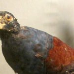 Rare Dodo Relative Thought Nearly Lost Spotted in a Remote Samoan Rainforest