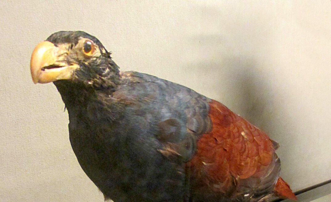 Rare Dodo Relative Thought Nearly Lost Spotted in a Remote Samoan Rainforest