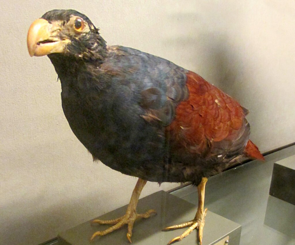 Population Decline and Threats