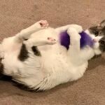 Why Your Cat 'Bunny Kicks': Decoding This Fiercely Adorable Feline Move