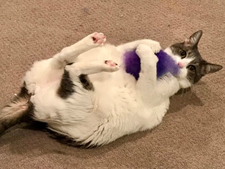 Why Your Cat 'Bunny Kicks': Decoding This Fiercely Adorable Feline Move
