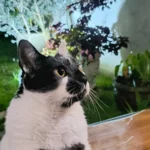 Meet Thor: The Brazilian Cat Whose Heart-Shaped Mark Won the Nation Over