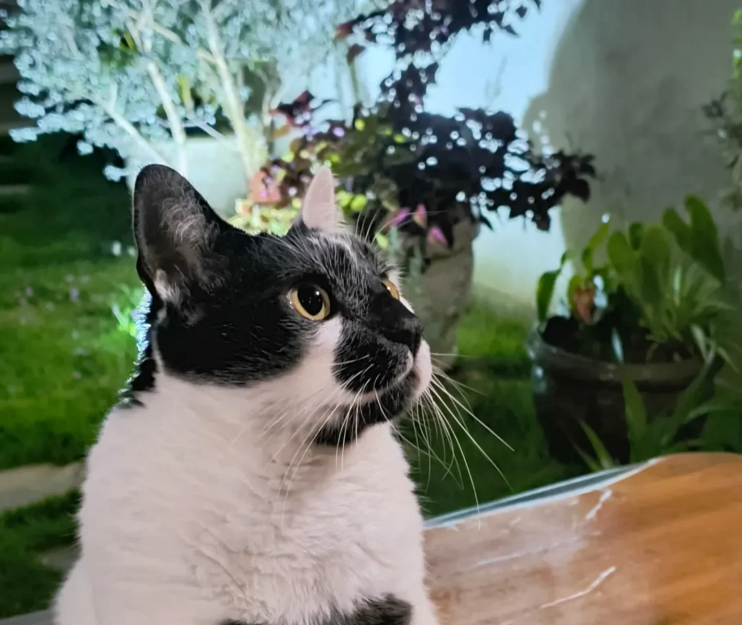 Meet Thor: The Brazilian Cat Whose Heart-Shaped Mark Won the Nation Over