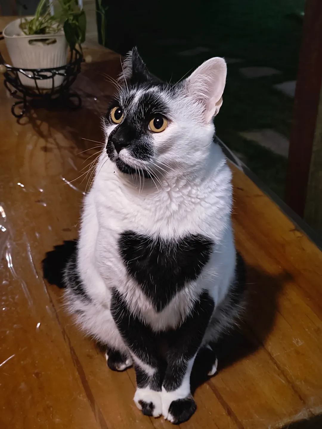 The Heart-Shaped Mark That Captivated a Nation