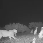 A Rare Predator-Prey Encounter Along the Patagonian Coast