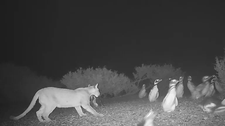 A Rare Predator-Prey Encounter Along the Patagonian Coast