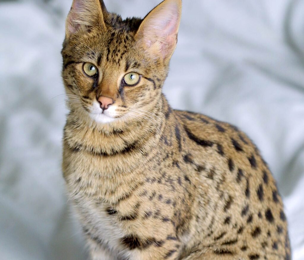 Savannah Cats: The Wild Ones
