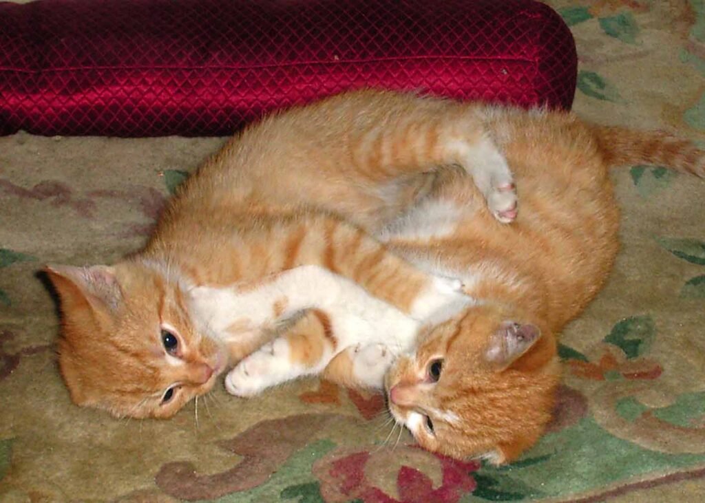 Understanding Multi-Cat Bunny Kick Dynamics 