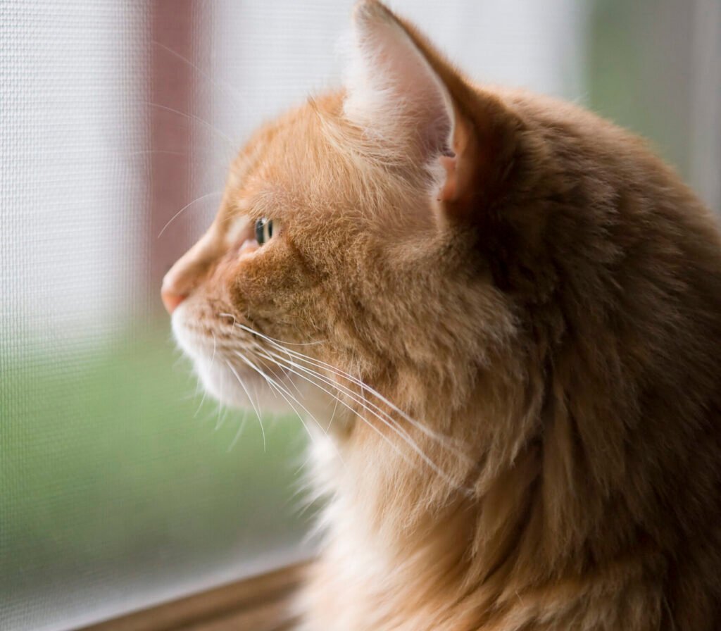 They're Protecting You