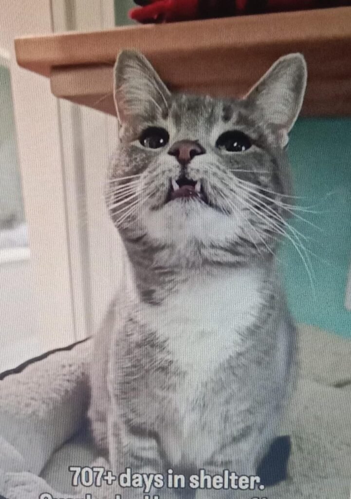 A Heartbreaking Shelter Reality