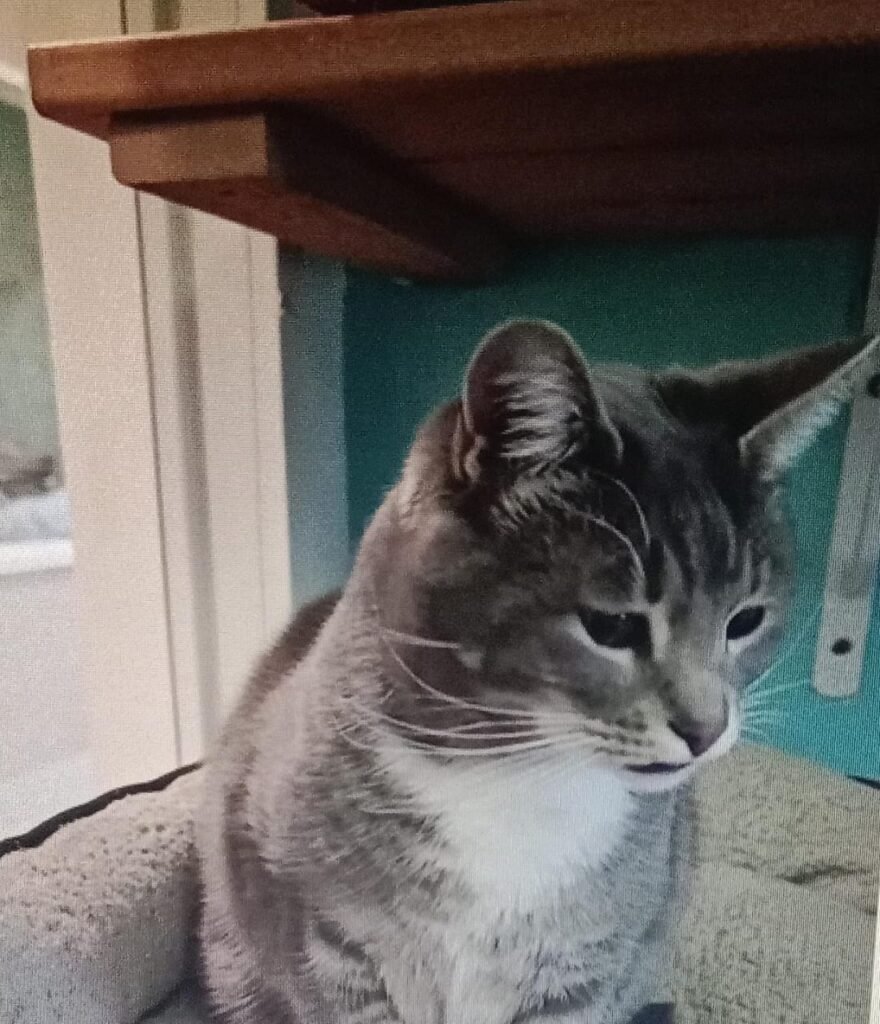 The Impact of “Less Adoptable” Labels