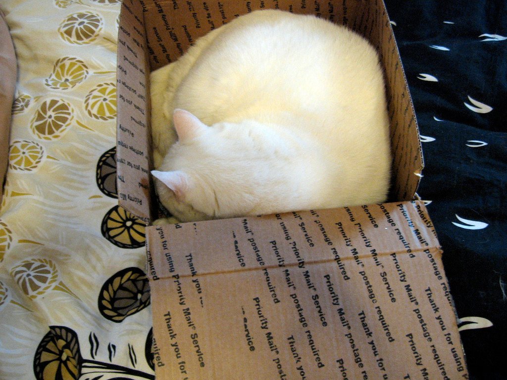 Boxes Are Worth More Than Any Expensive Cat Bed