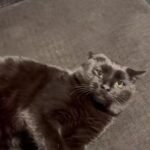 Online Reactions and Broader Discussion