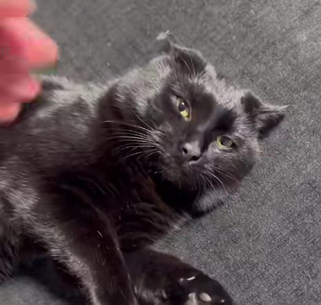 First Impressions: A Viral Video