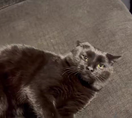 Online Reactions and Broader Discussion