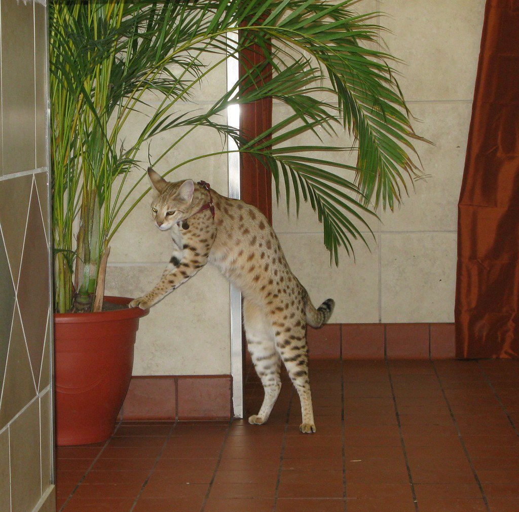 Savannah Cats: When Domestic Meets Wild, Problems Follow