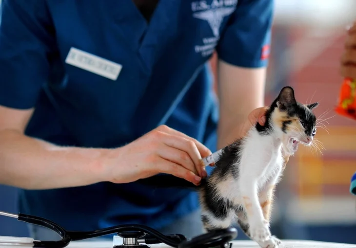 Indoor Cats Don't Need Vaccinations